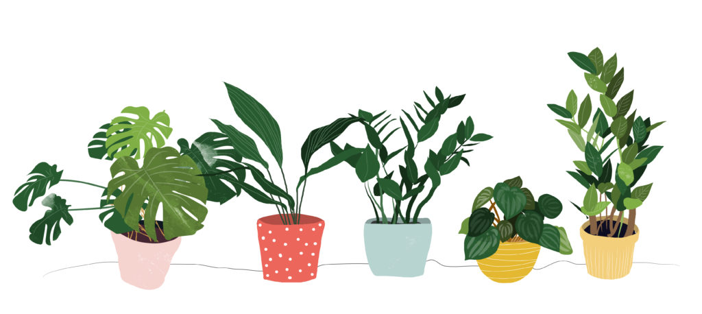 Χρησιμοποιήστε τα φυτά στον εσωτερικό σας χώρο! - airplants.gr