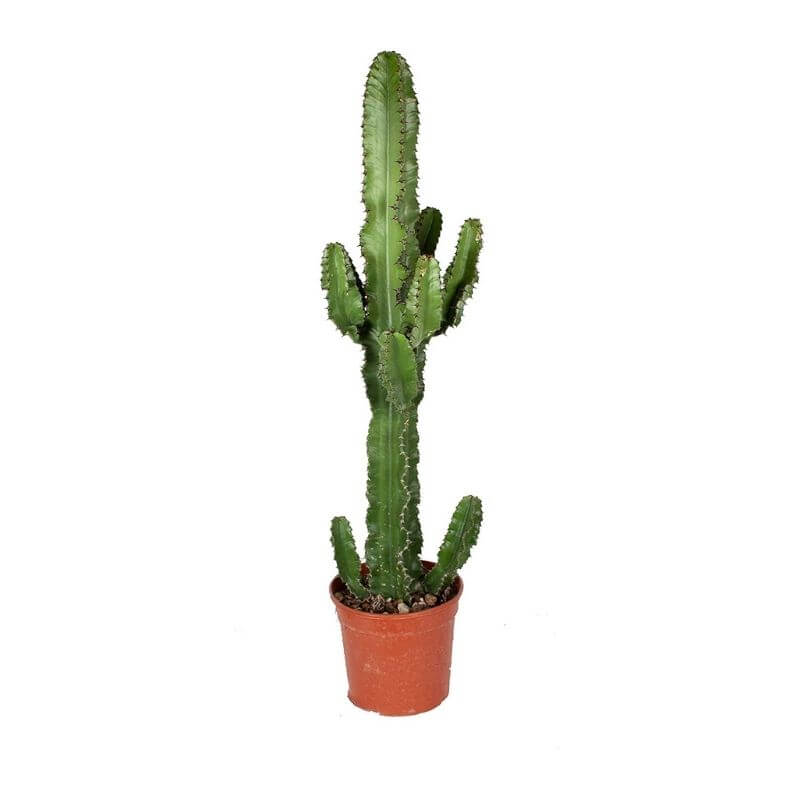 Euphorbia () Euphorbia