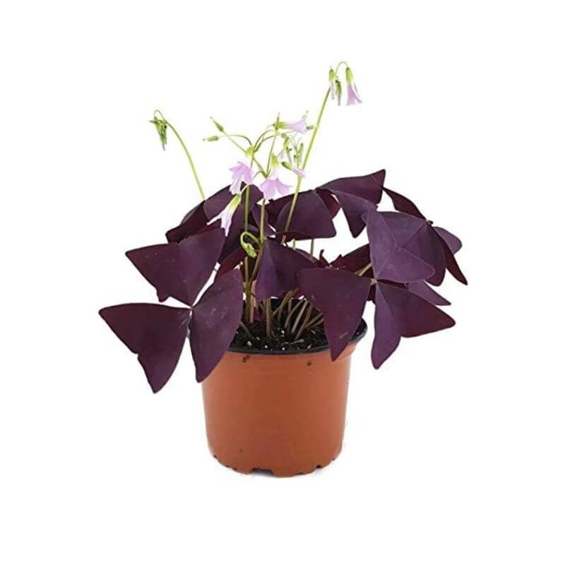 Oxalis () Oxalis