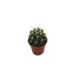 Echinocactus 