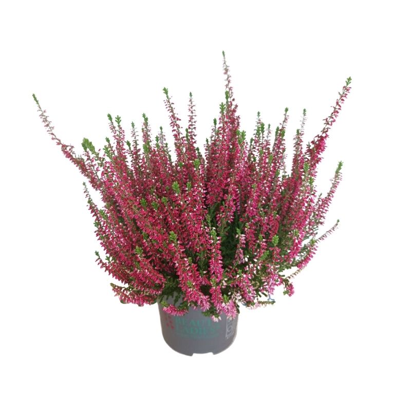 Calluna vulgaris Marlies b