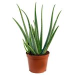 Αλόη – Aloe vera