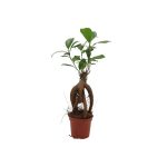 Φίκος – Ficus Ginseng bonsai mini