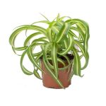 Χλωρόφυτο – Chlorophytum comosum Bonnie “Curly Spider”