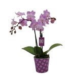 Ορχιδέα – Orchid Phalaenopsis mini 2 Stem Bo Sweety Pink