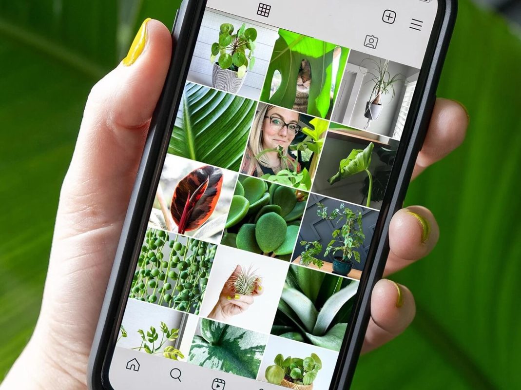 φυτά και Instagram