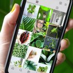 φυτά και Instagram