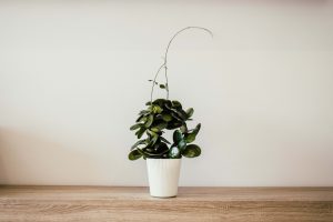 γλάστρα με φυτό και μύθοι για φυτά 