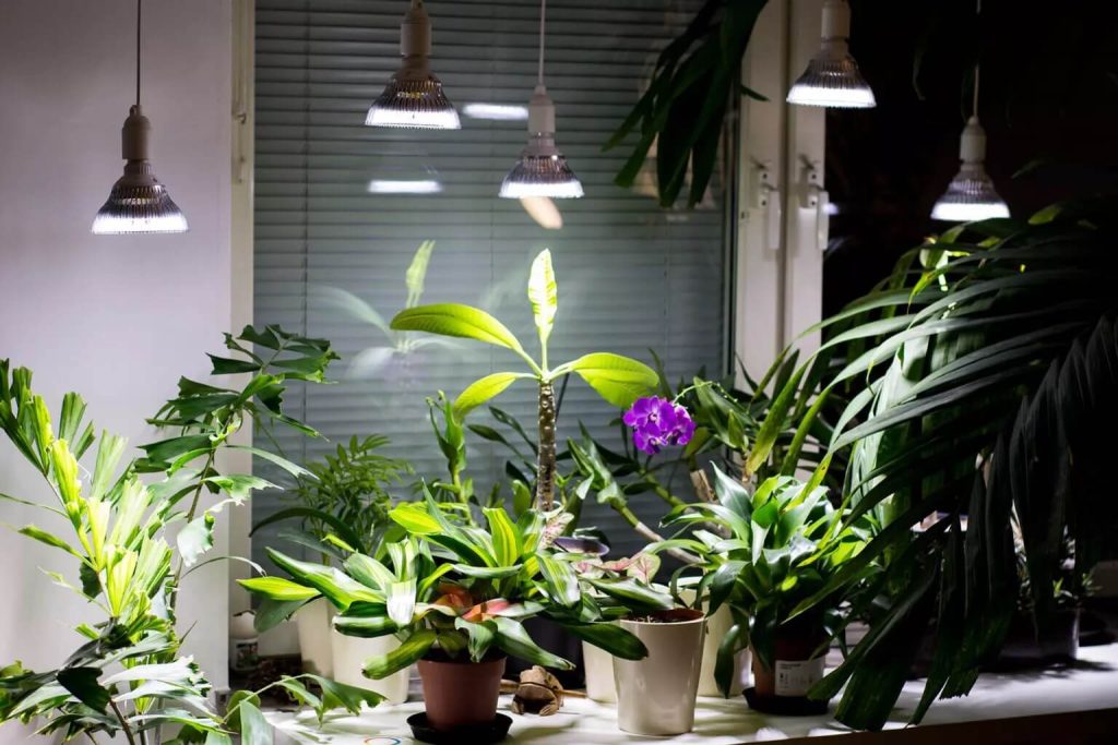 τεχνητό φως και φυτά