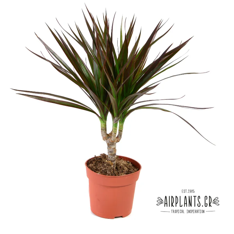 δράκαινα φυτά εσωτερικού χώρου airplants