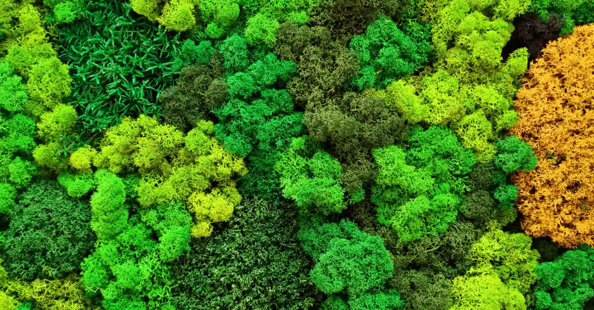 moss wall
