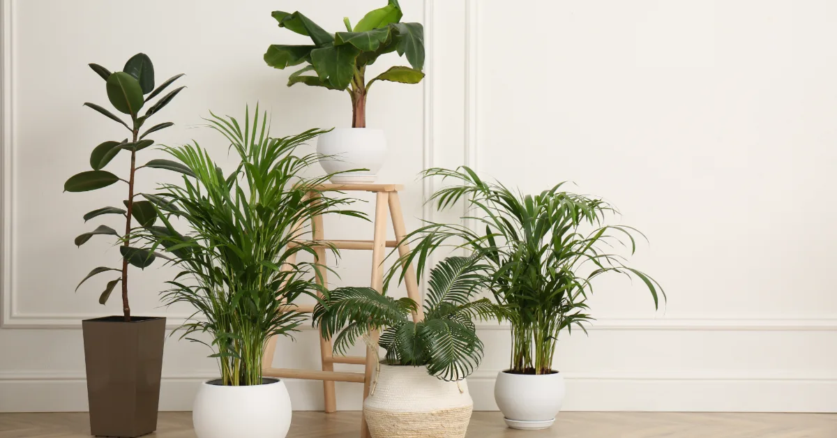 φυτά εσωτερικού χώρου υγρασία airplants