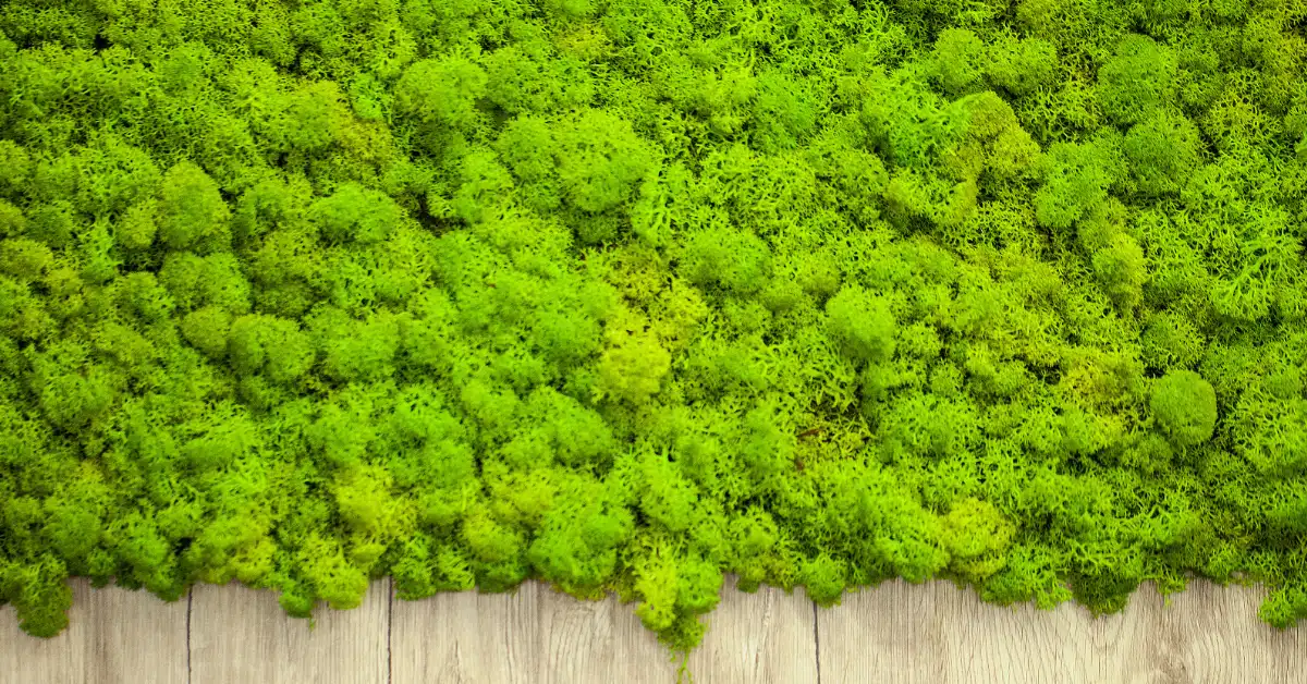 moss wall διακόσμηση