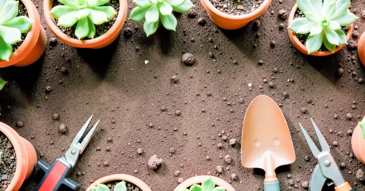 Φροντίδα φυτών το καλοκαίρι συμβουλές airplants